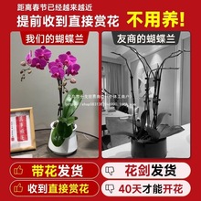 蝴蝶兰盆栽带花剑兰花大苗客厅室内植物花卉带花苞四季好养活花苗