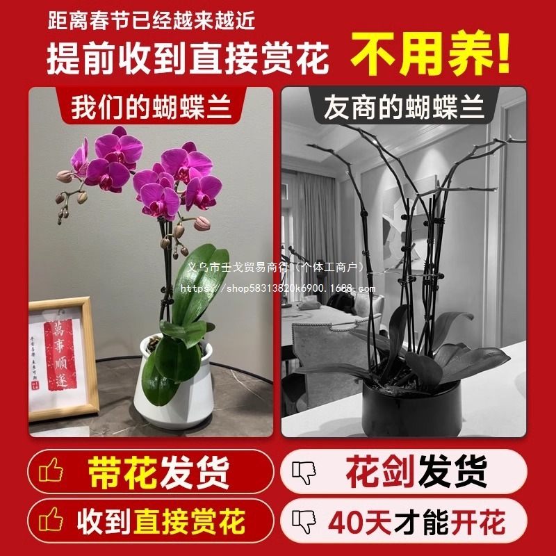 蝴蝶兰盆栽带花剑兰花大苗客厅室内植物花卉带花苞四季好养活花苗