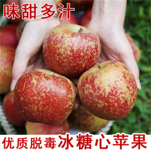 The Production Place of Yunnan Zhaotong Ugly Apple Saplings Is Straight-Haired. Ugly Apple Fruit Farmers Plant Them and They Are Sweet, Tender and High-Yielding