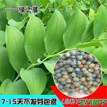 玉竹种子 可食用 鸡头黄精 爪子参黄鸡菜 老虎姜 黄精蔬菜种籽