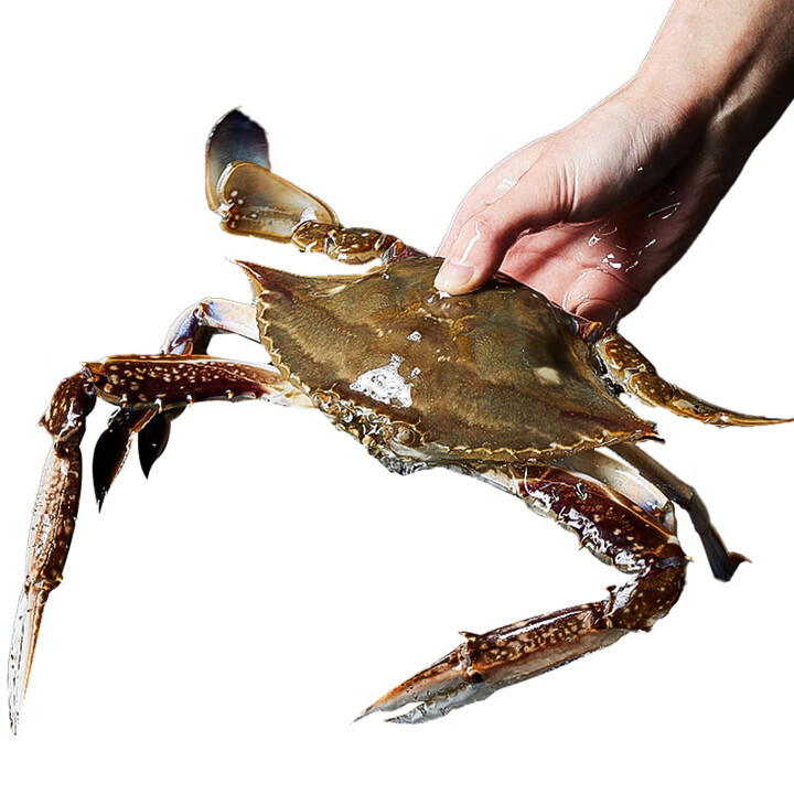 海浦梭子蟹鲜活公蟹飞蟹白蟹海蟹公蟹母蟹螃蟹批发默认项包装