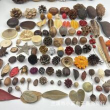 儿童手工天然果子标本相框花环干花干果幼儿园装饰混搭diy材料包