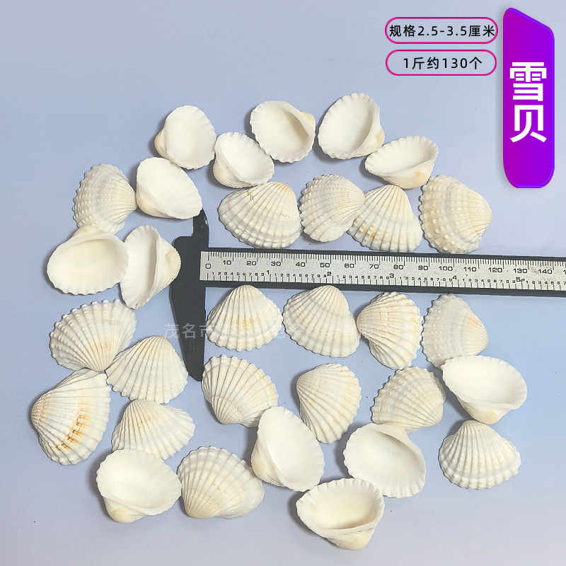 天然法螺貝 卸売供給源 魚水槽造園 工芸品 消耗品 1-10cm シェル|undefined