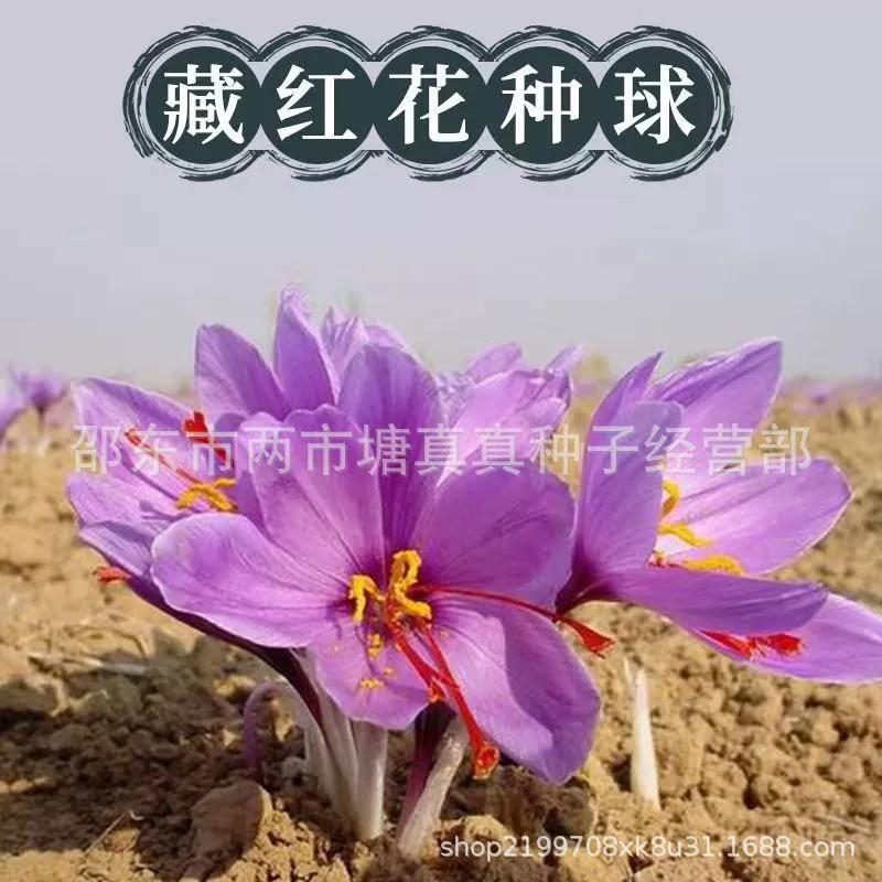 Аутентичные шарики из семян шафрана морозостойкие семена крокуса шафрановая горшечная саморастущая Женская осенне-зимняя Цветущая луковица