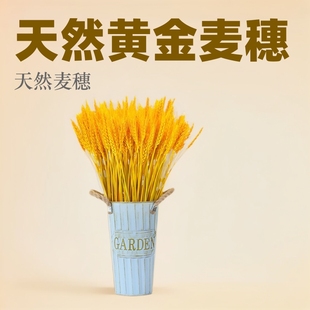 Natural Golden Wheat Ears Dried Flower Bouquet Opening Barley Living Room Pastoral Decoration Ornaments Dried Flower Arrangement Photography Props