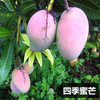 Mango seeds Mango Fruit Tree Seed Concubine Mang Yin Dry treatment Mango seeds watching fruit seeds