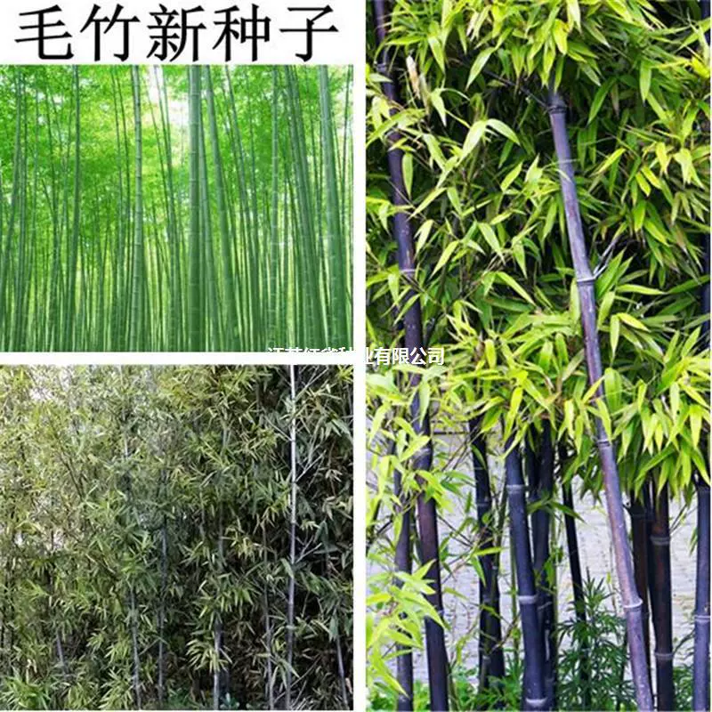 Большие семена бамбука, зеленые саженцы бамбука, семена бамбука, четырехсезонные семена бамбука, семена съедобных побегов бамбука грома