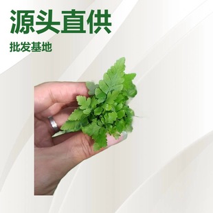 Micro-Landscape Golden Autumn Fern Dense-Leaf Hydroponic Ferns Are Shade-Tolerant and Can Be Hung Indoors and Outdoors in the Living Room to Feed the Evergreen All Year Round