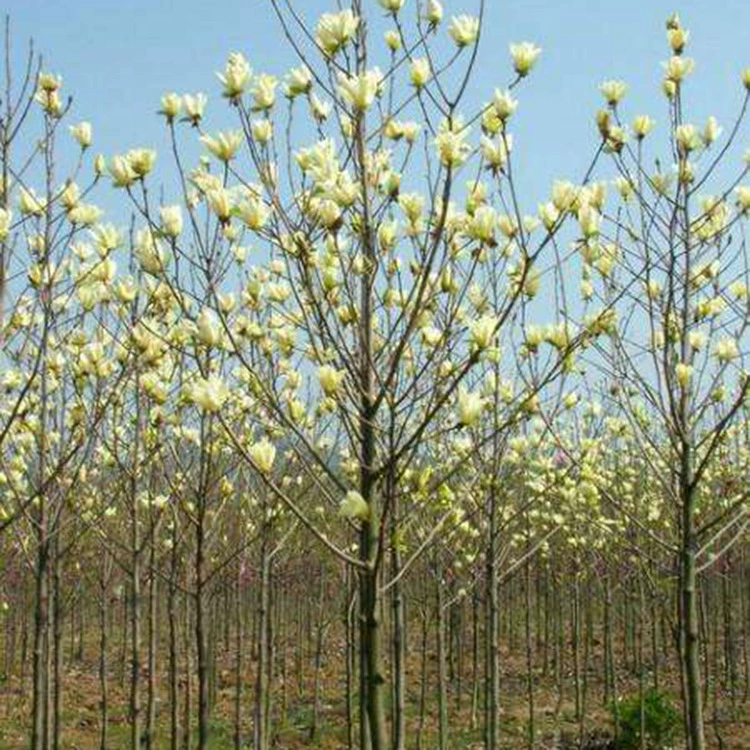 Саженцы магнолии, желтая магнолия, уличные деревья во дворе, саженцы желтой магнолии, полная спецификация и отличные цены