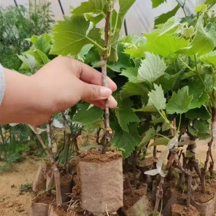 ������2��޽��������t�����������