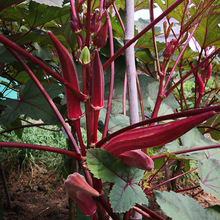 �t����N��ˮ����������N�Ӵ��ļ��r�Ҳˈ@�ļ��̨�߲˷N�����l