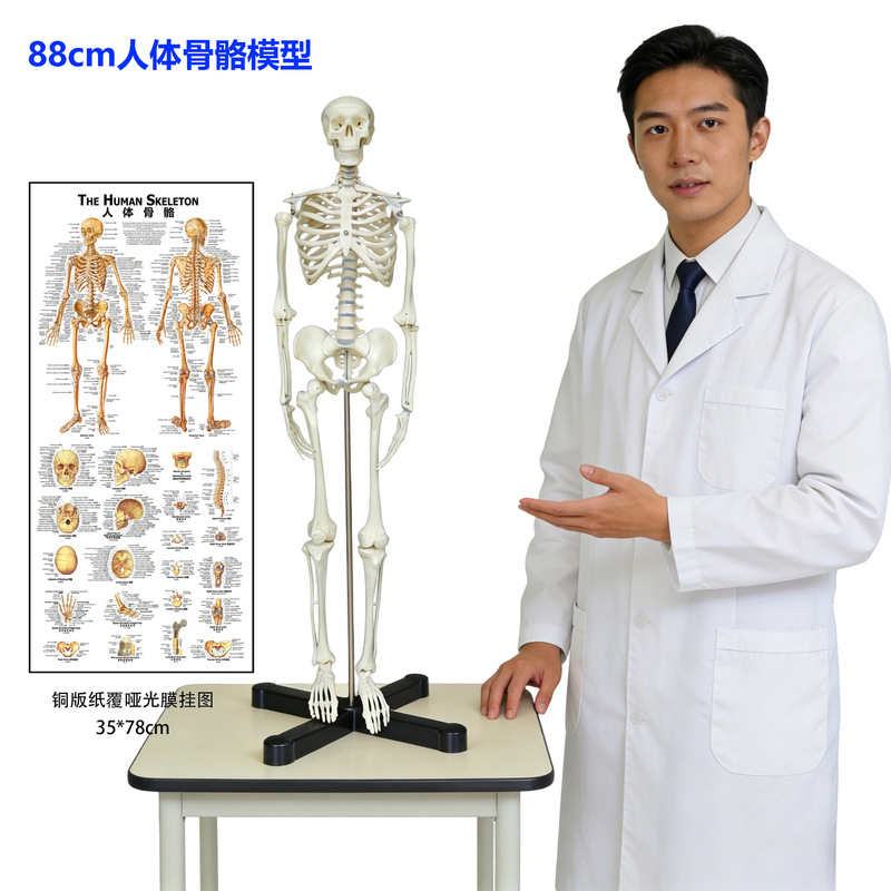 88cm Human Skeleton Model Standard Skeleton Anatomy Chart Medical Teaching Demonstration Display High Simulation
