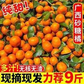 广西金秋砂糖橘当季新鲜水果沙糖桔子薄皮蜜橘子批发工厂一件批发