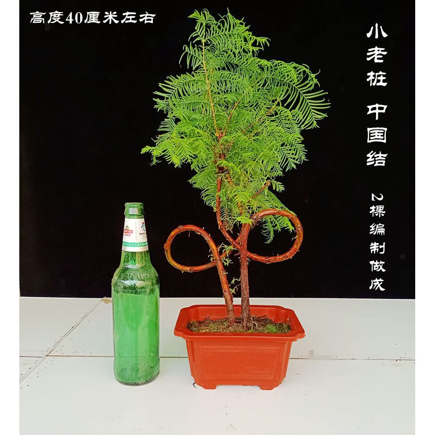 작은 오래된 더미/중국 매듭 약 40cm 높이