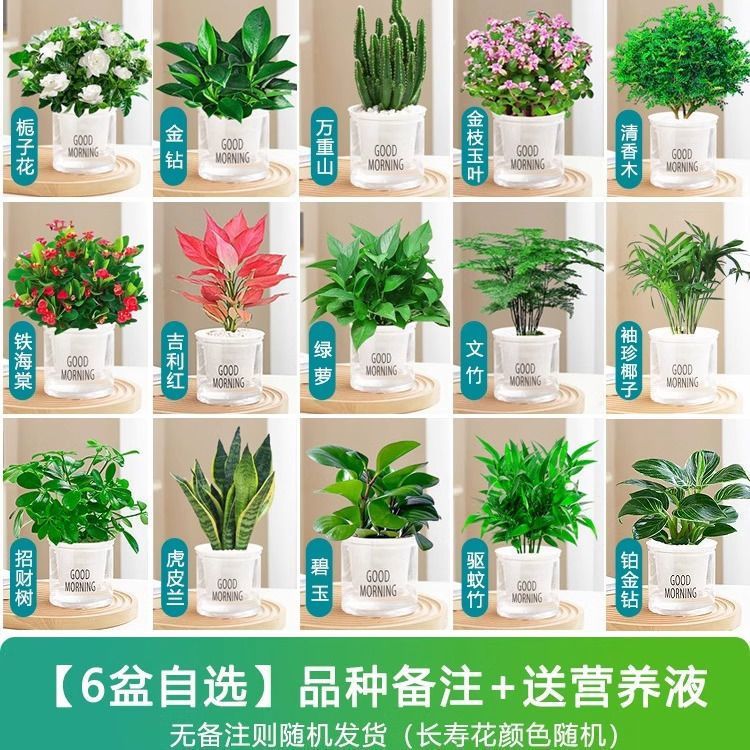 [6개 화분 선택] 녹색 식물 품종 비고/비료