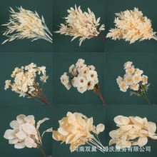 ���Q�㙉ɫ���滨��c�����b��Ľ�����Y��ˇ�ٻ����·���Ż�