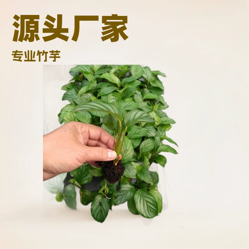 Оптовая продажа комнатных растений, зеленого яблочного бамбука, таро, профессиональных садовых рассадных растений, лиственных растений