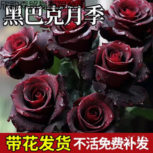 �ڰͿ�õ�廨���¼������ļ��_�������������Ϙ����绨�N���ܴ�ȫ