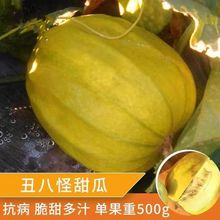 丑八怪甜瓜种子黄金蜜种子黄皮甜瓜金疙瘩甜瓜香瓜皮薄肉厚甜