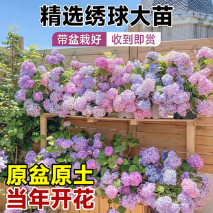 �����������ļ����B�ͺ�����ֲ���҃Ȼ��o�M�Ĵ����Ԏ���������