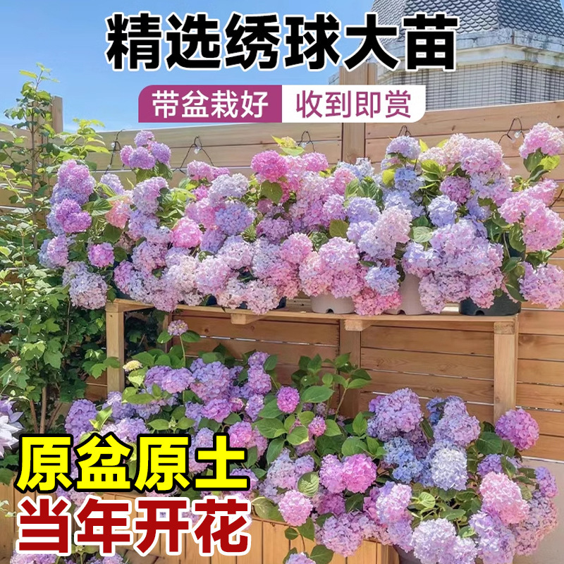 Hydrangea Seedlings Potted Plants Are Easy to Grow in All Seasons, Cold-Resistant Flower Plants, Indoor Flowers, Endless Summer Large Potted Plants with Buds in Winter