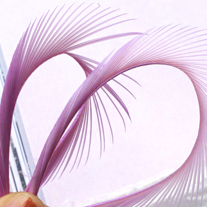 SKU-09-浅紫色 50只.jpg