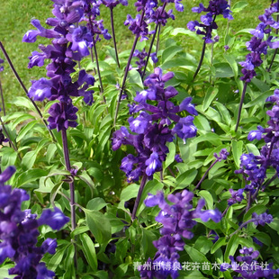 Sage Flower Seedlings, Sage Potted Bag Seedlings, Engineering Seedlings, Flower Bases for National Day and Spring Festival, Production of Grass Flowers