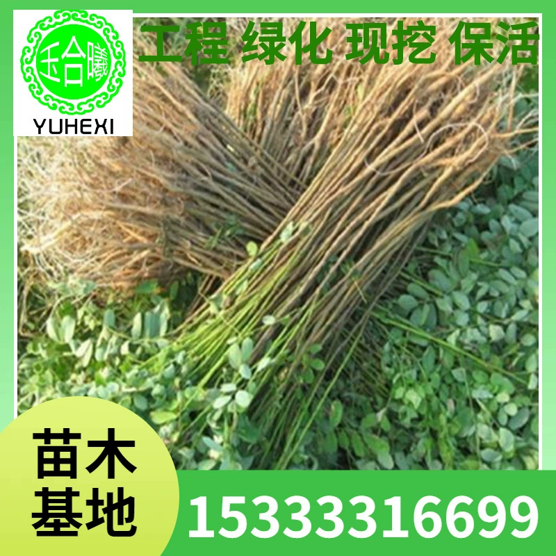 Оптовая база растений для защиты склонов Sophora japonica, пескоблокирующих саженцев Sophora japonica, солестойких и засухостойких саженцев для зеленения, саженцев Sophora japonica.