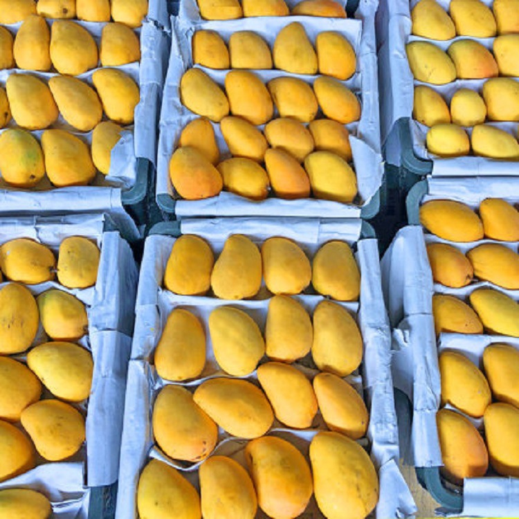 【小台芒】整箱5斤大果 单果100克 新鲜热带水果应季甜芒核薄肉厚|ms