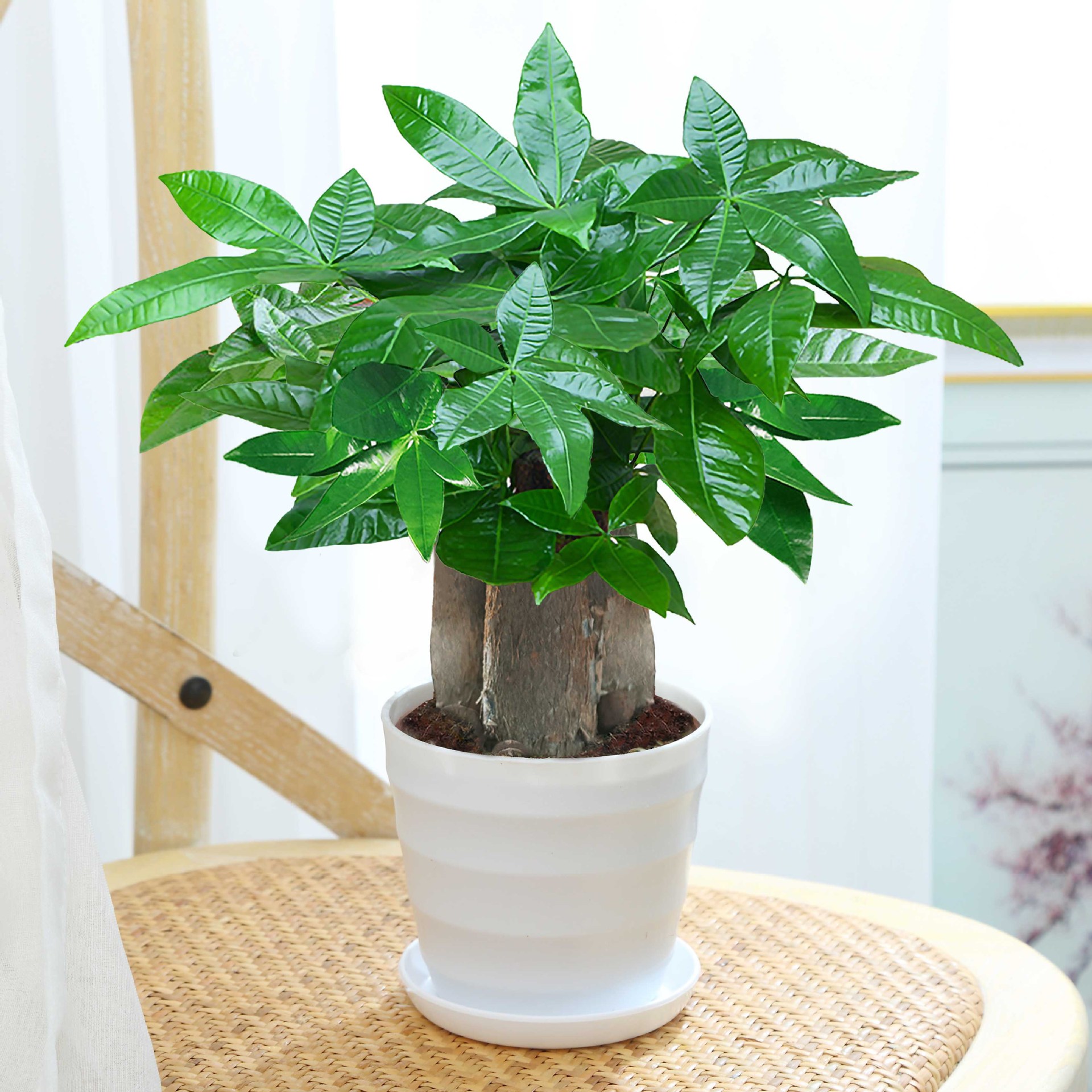 árboles ricos pequeñas plantas de maceta flores verdes plantas de oficina absorción de formaldehído árboles hidropónicos de bambú de lapis verde buena alimentación maceta