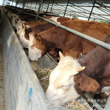 西门塔尔牛小牛犊子夏洛莱肉牛繁殖母牛改良西门塔尔肉牛小牛犊
