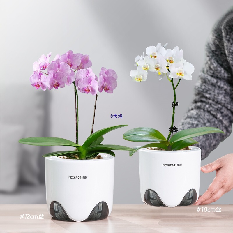 Orchid Pot with Root Control for Phalaenopsis, Single Moss Replacement Hydroponic Container with Breathable Double-Layer Set