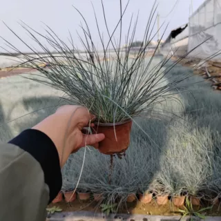 蓝羊毛盆栽苗 蓝羊矛盆栽 兰羊毛盆栽蓝羊矛杯苗庭院观赏花卉花镜
