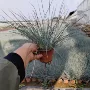 庭院观赏盆栽羊毛羊毛