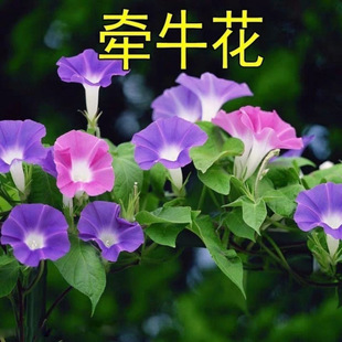 ������ɫ���Ȼ�����ţ���N�ӡ��ļ��҃��̨ͥԺ�������Զ�������