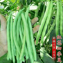 红花四季豆种子无筋豆角种子架豆芸豆种子春季蔬菜种子大全