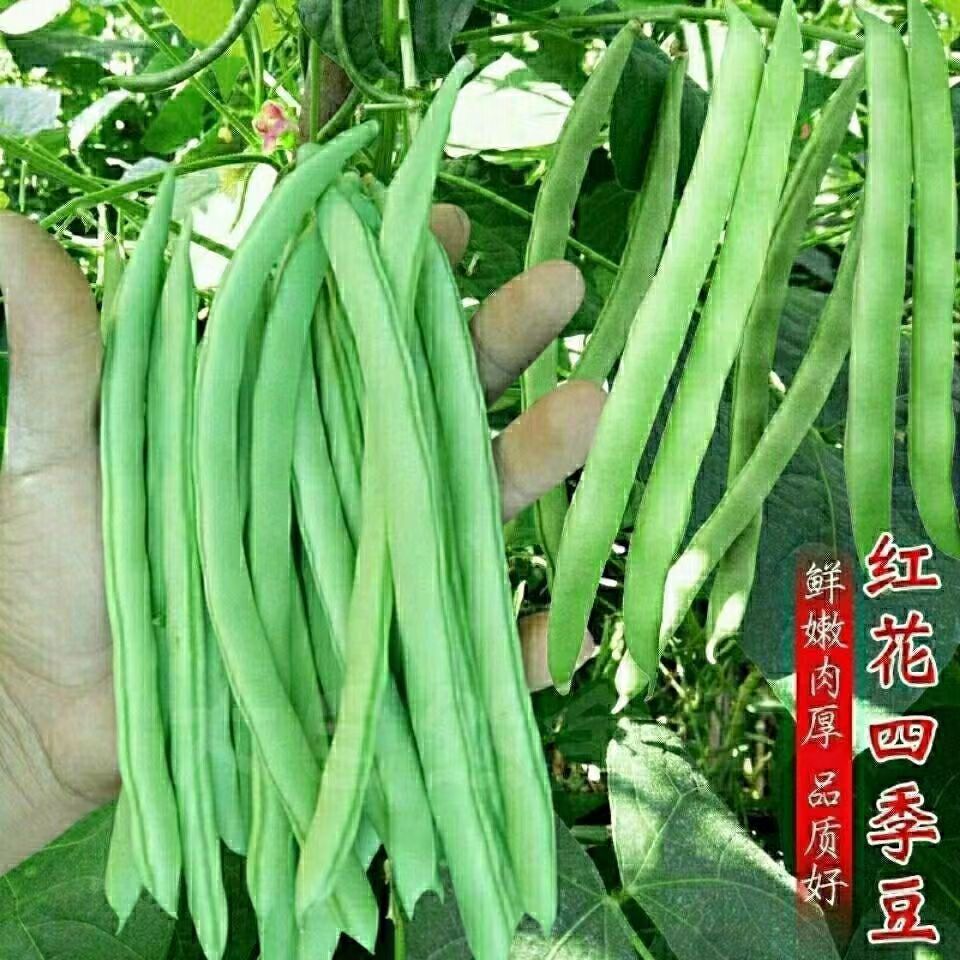 红花四季豆种子无筋豆角种子架豆芸豆种子春季蔬菜种子大全