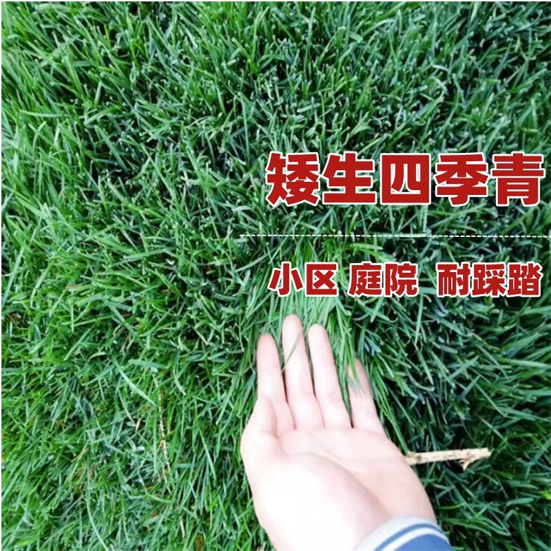Семена газонной травы карликовый двор озеленение ковер семян травы Четыре сезона защита зеленого склона Бермудский райграс кожи