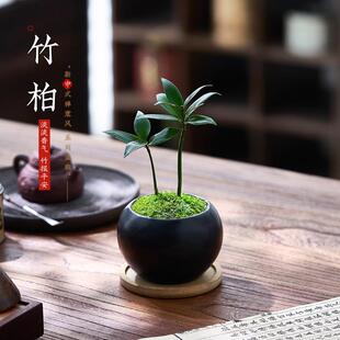 Mini Bamboo and Cypress Small Potted Plants, Indoor Desktop Office Green Plants, Purifying Air, Repelling Mosquitoes, Evergreen and Easy to Maintain in All Seasons
