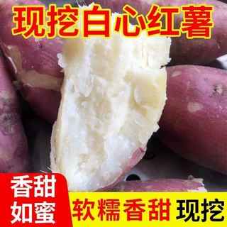 河南红薯红皮白心红薯沙地新鲜板栗商薯19号甜糯软糯地瓜整箱包邮