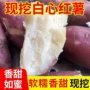 河南红皮新鲜板栗地瓜