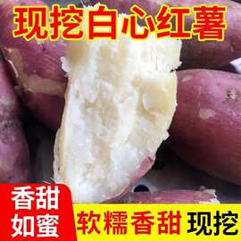 河南红薯红皮白心红薯沙地新鲜板栗商薯19号甜糯软糯地瓜整箱包邮