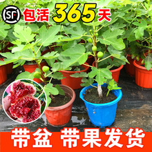 无花果树果苗带果盆栽树苗波姬红特大果南北方四季格莱斯果树耐寒