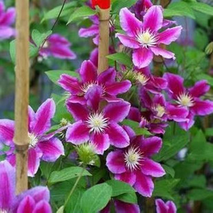 Clematis Potted Hongyue Courtyard Garden Beer Wishing Star Blue Light Josephine Utopia Climbing Vine Flower Seedlings