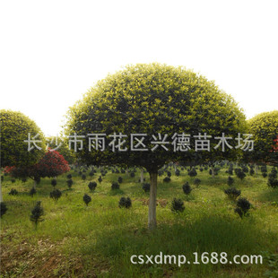 Wholesale Osmanthus Garden Engineering Green Trees Evergreen Plants Osmanthus Saplings Excellent Varieties