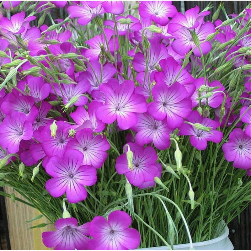 Semillas de flores, semillas de flores.