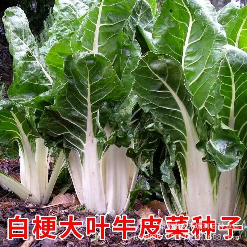 Spring Cabbage Seeds, White-Stemmed Sweet Cabbage Seeds, Hardy Cabbage Seeds for All Seasons, Cold-Resistant Pig's Intestine Cabbage, Easy-To-Grow Vegetable Seeds Spring Cabbage Seeds, White-Stemmed Sweet Cabbage Seeds, Hardy Cabbage Seeds for All Seasons, Cold-Resistant Pig's Intestine Cabbage, Easy-To-Grow Vegetable Seeds