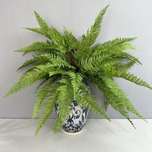 �������~��ާ�ֲ��ٻ�ɭϵ�����쾰���þGֲ���Բ�˹�~15�~�Ų�