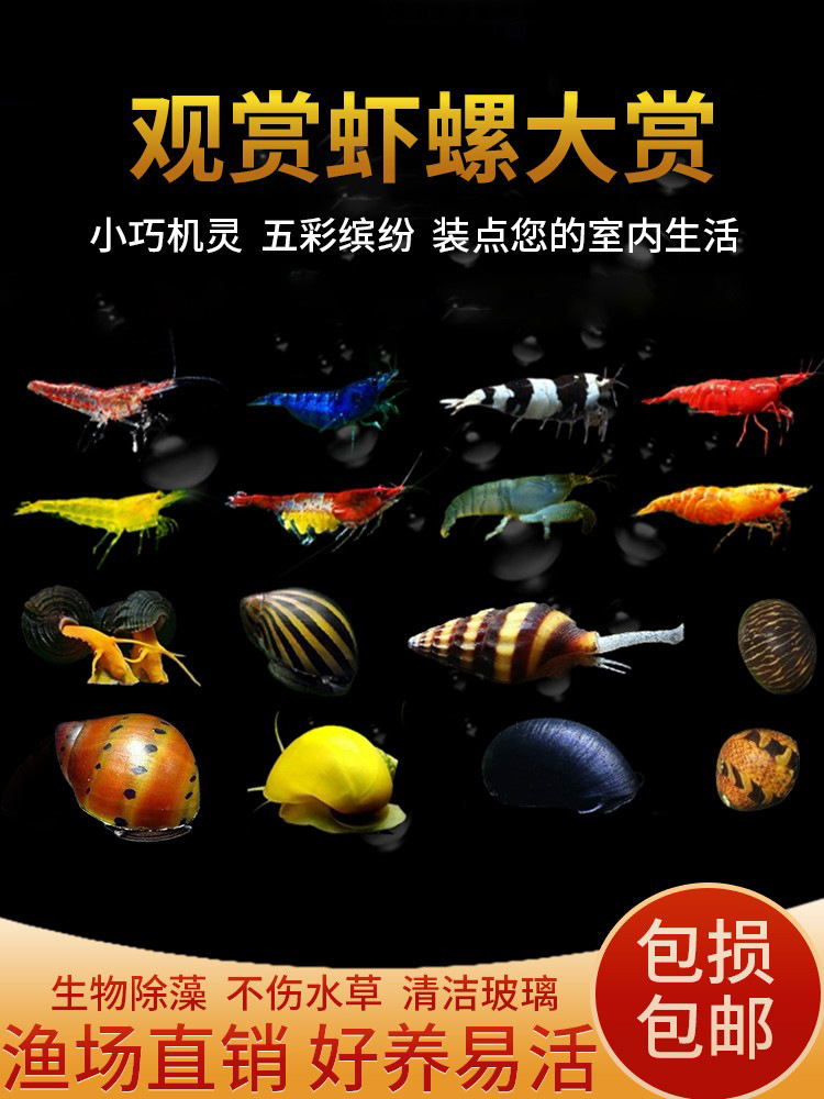 观赏虾活体除藻虾冷水宠物虾清洁虾套餐樱花极火虾苹果鱼缸观赏螺