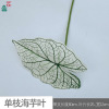 18 white -headed taro leaves 18 heads of water Guanyin Engine